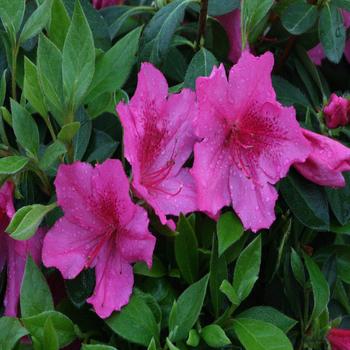Rhododendron indica 'Southern Charm' 