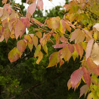 Fraxinus texensis