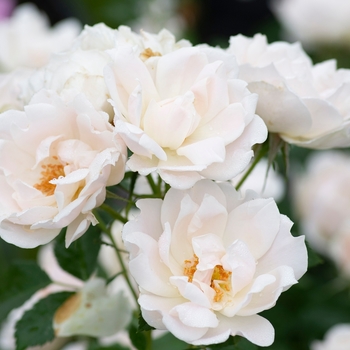 Rosa 'Meiradena' PP26790