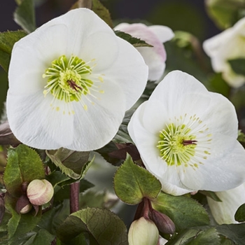 Helleborus x glandorfensis 'COSEH 5500' PPAF