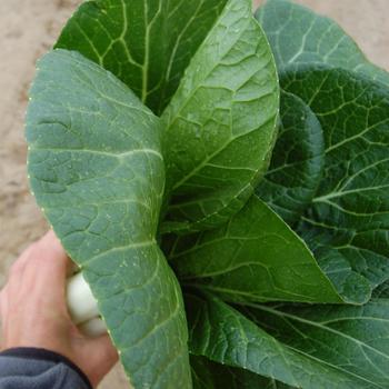 Brassica rapa chinesis 'Bopak'