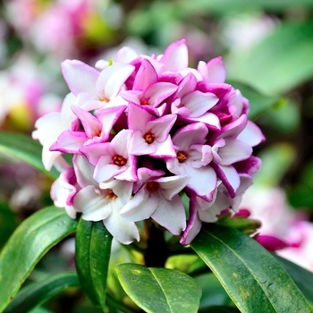 Daphne odora 'Leucanthe' 