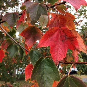 Acer rubrum var. drummondii