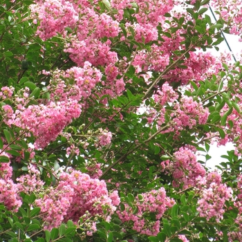 Lagerstroemia indica 'Biloxi' 