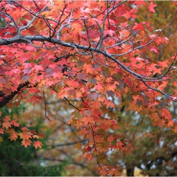 Acer rubrum 'Florida Flame' 