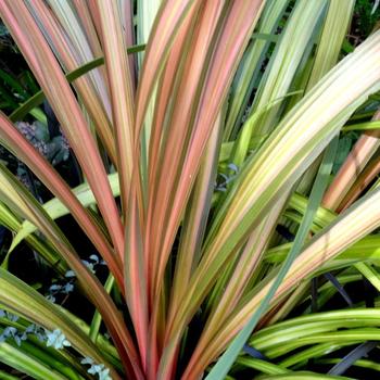 Cordyline 'Cha Cha' PP24028