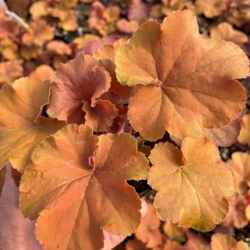 Heuchera 'Series' 