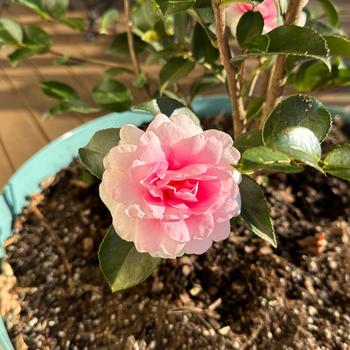 Camellia sasanqua 'Dream Weaver' 