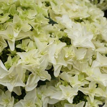 Hydrangea macrophylla Double Dutch™ 'Gouda'