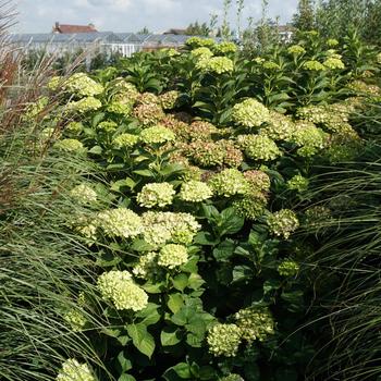 Hydrangea macrophylla 'Hortmagreclo' 