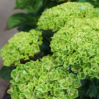 Hydrangea macrophylla Magical® 'Green Revolution'