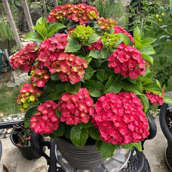 Hydrangea macrophylla 'Hokomarouge' PPAF