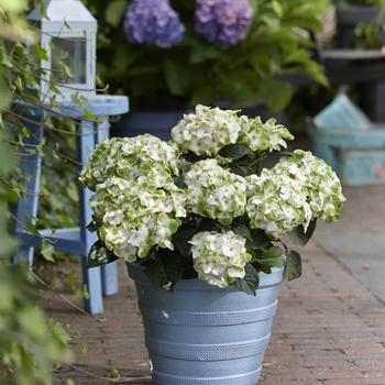 Hydrangea macrophylla Magical® 'Noblesse'