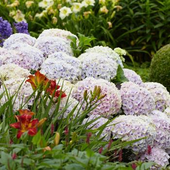 Hydrangea macrophylla 'Hortmoc' 