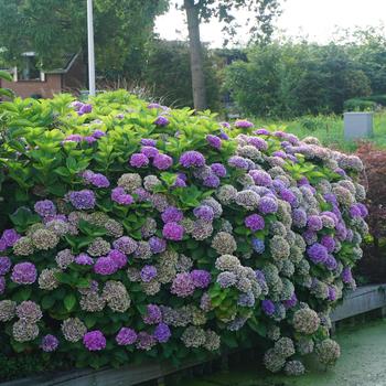 Hydrangea macrophylla Magical® 'Opal'