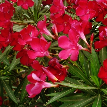 Nerium oleander 'Petite Red' 