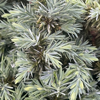 Juniperus conferta 'Silver Mist' 
