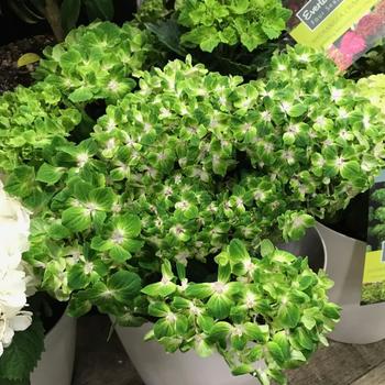 Hydrangea macrophylla Magical® 'Rhapsody'