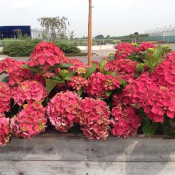 Hydrangea macrophylla Magical® 'Triumph'