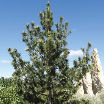 Pinus flexilis