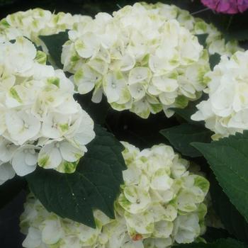 Hydrangea macrophylla 'Hokomaverde' PPAF