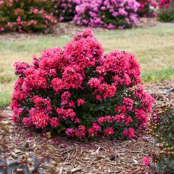 Lagerstroemia 'Brew Ha Ha' 