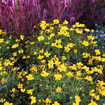 Bidens ferulifolia 'Golden Empire' 