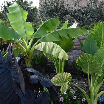 Alocasia odora 'Upright'