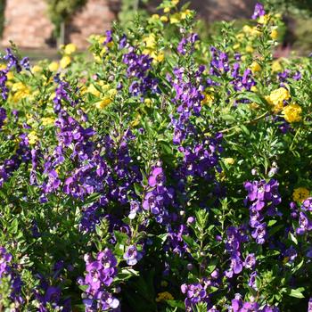 Angelonia augustifolia 'Aria Purple'