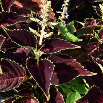 Coleus scutellarioides 'Pink Tricolor' 