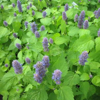 Agastache foeniculum 'Golden Jubilee' 