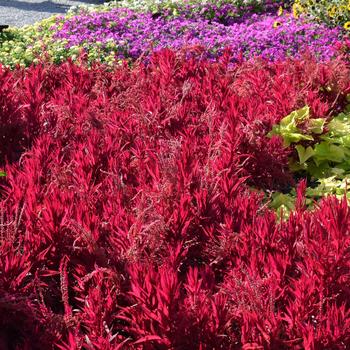 Celosia argentea pulmosa 'Dragon's Breath'