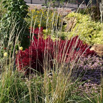 Calamagrostis acutiflora 'Karl Foerster' 