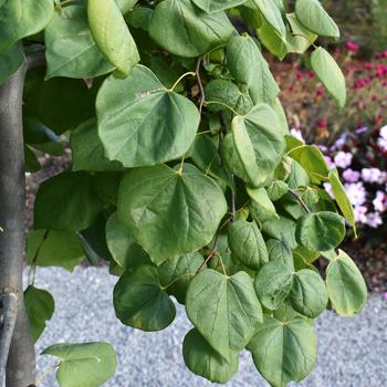 Cercis canadensis 'Golden Falls®'