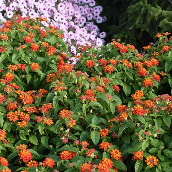 Lantana camara Gem™ 'Compact Orange Fire'