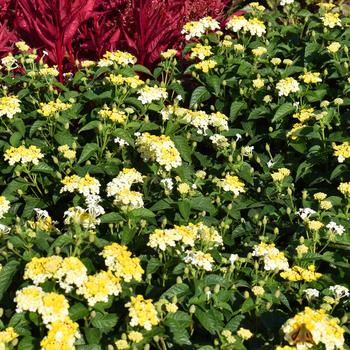 Lantana camara Gem™ 'Compact Yellow Topaz'