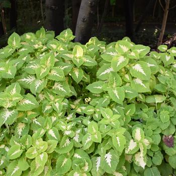 Coleus scutellarioides Kong Jr.™ 'Green Halo'