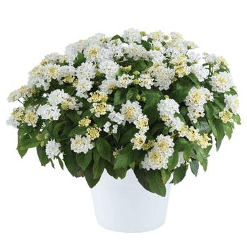 Lantana camara 'Compact White Sapphire' 