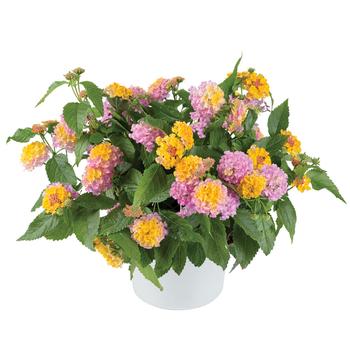 Lantana camara 'Compact Rose Quartz' 