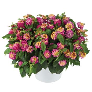 Lantana camara 'Compact Pink Opal' 