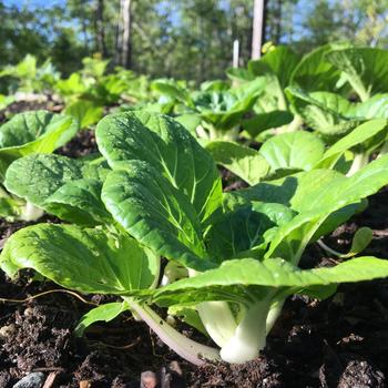 Brassica rapa 'Asian Delight'