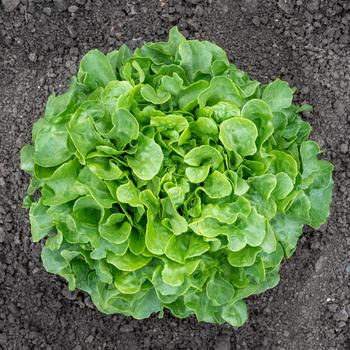 Lactuca sativa 'Bauer'