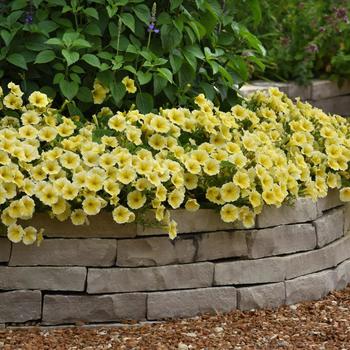 Petunia 'Balcobees' PPAF