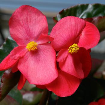 Begonia Viking™ 'Explorer Rose on Green'