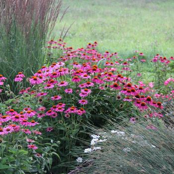 Echinacea purpurea 'PowWow Wild Berry'