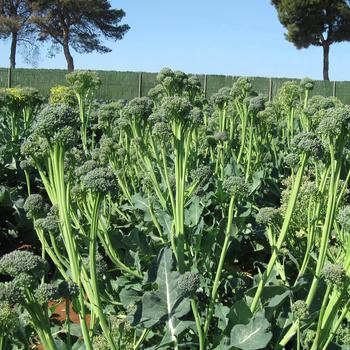 Brassica oleracea var. italica 'Artwork' 