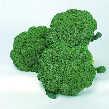 Brassica oleracea 'Green Comet'