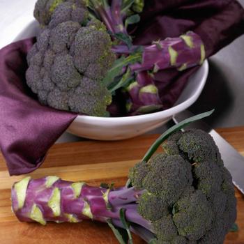 Brassica oleracea 'Purple Magic'