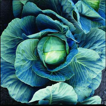 Brassica oleracea 'Dynamo' 