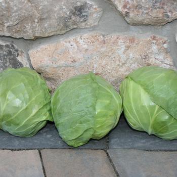 Brassica oleracea 'Katarina'